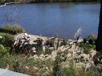 Carnegie Lake Landscaping